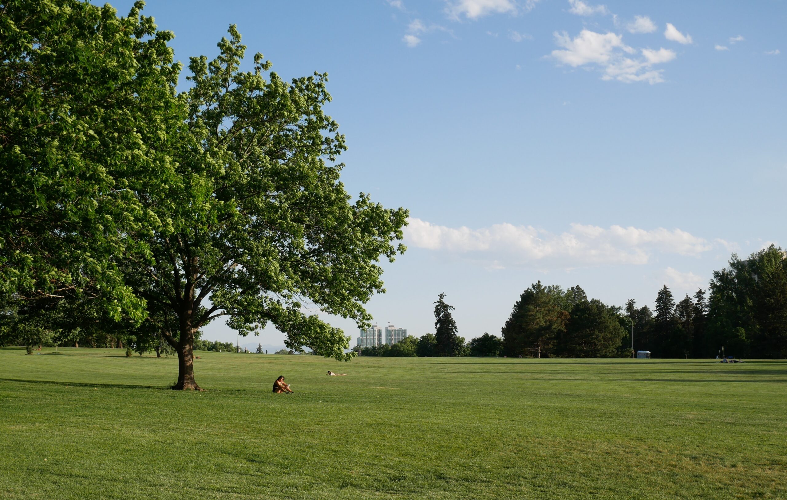 Empty park with trees and grass