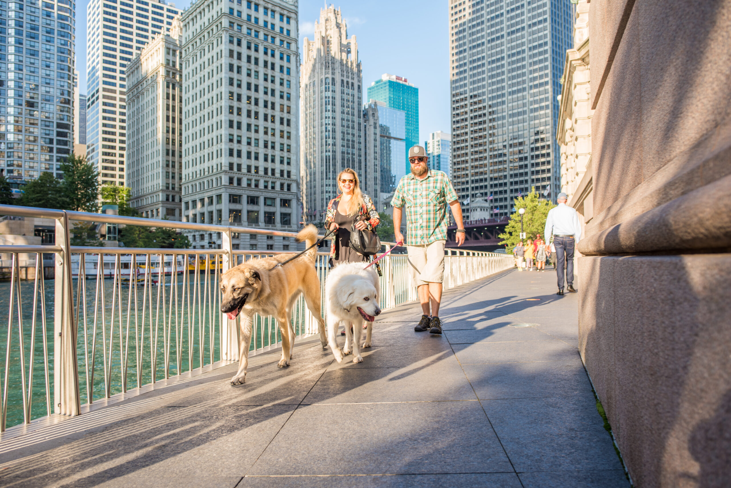 A couple and their dogs walking on the street