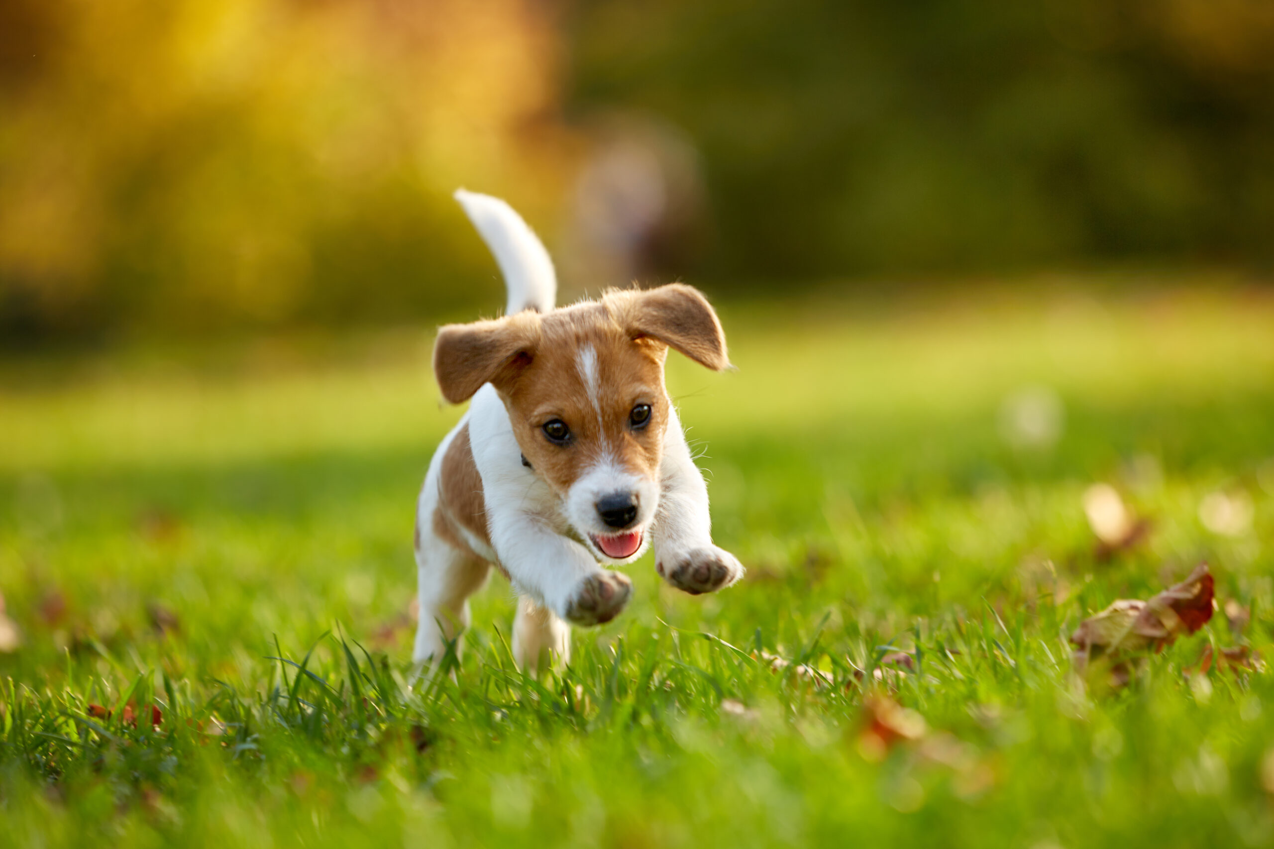 Small dog running in a park